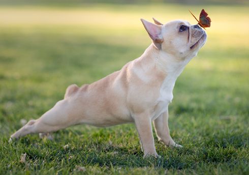 ILMDSM French Bulldog