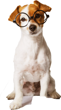 dog trimmy v2