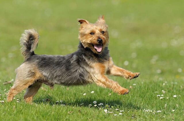 Australian Terrior Dog Remembrance