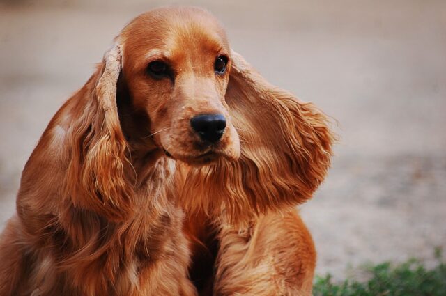 Cocker Spaniel Dog Remembrance