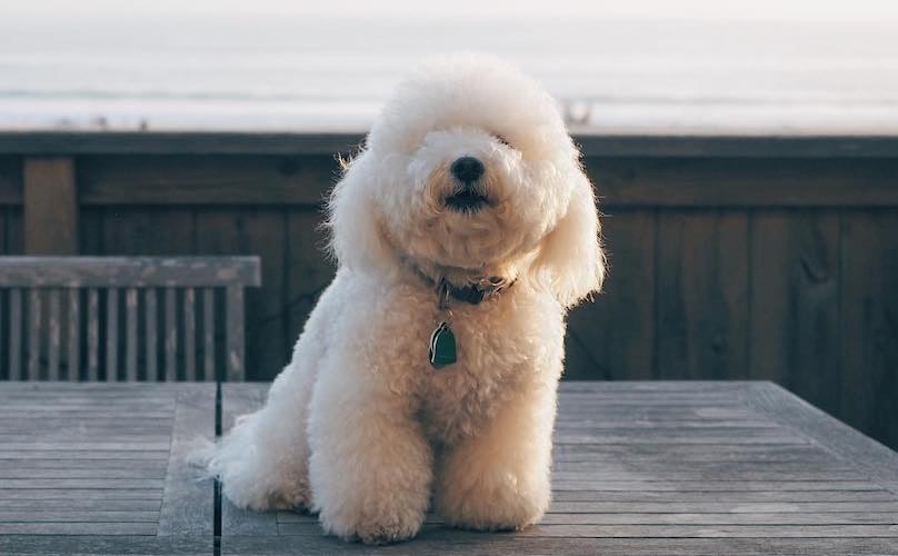 DOGnified Mutts The 5 Most Popular Royal Dog Breeds I Love My Dog So