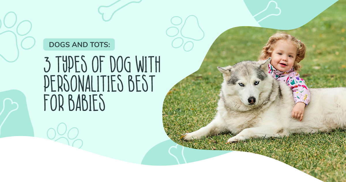 Dogs and Tots: 3 Types of Dog with Personalities Best for Babies