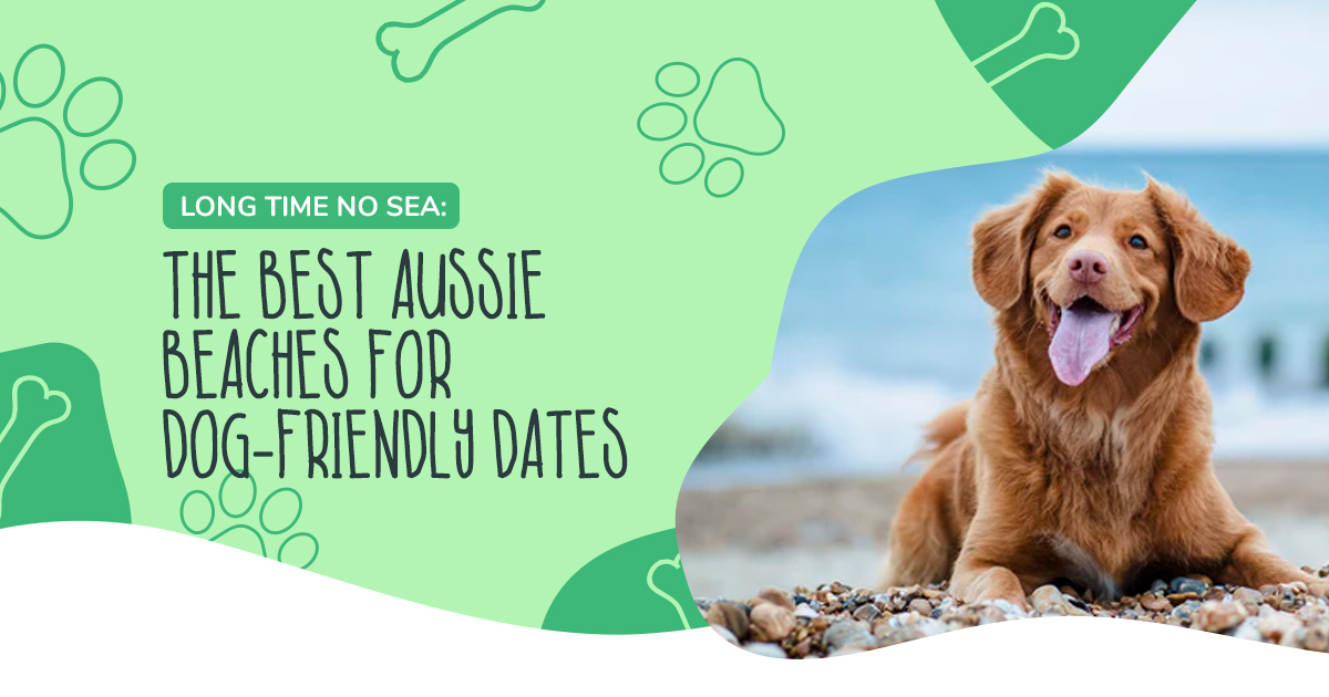 Long Time No SEA: The Best Aussie Beaches for Dog-Friendly Dates