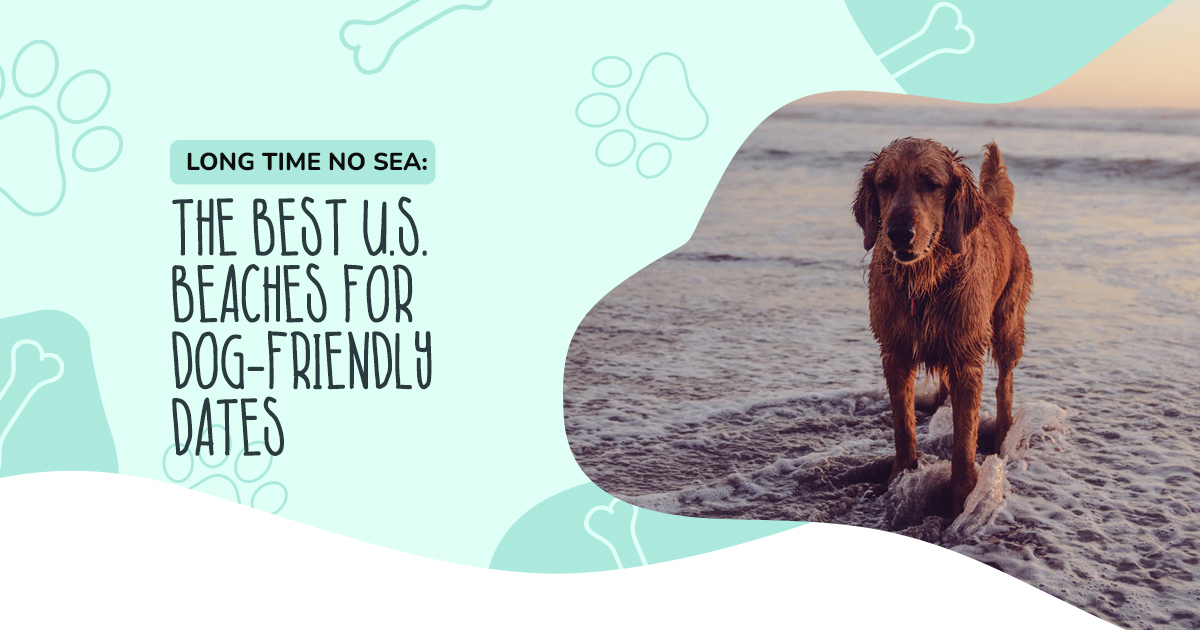 Long Time No SEA: The Best U.S. Beaches for Dog-Friendly Dates