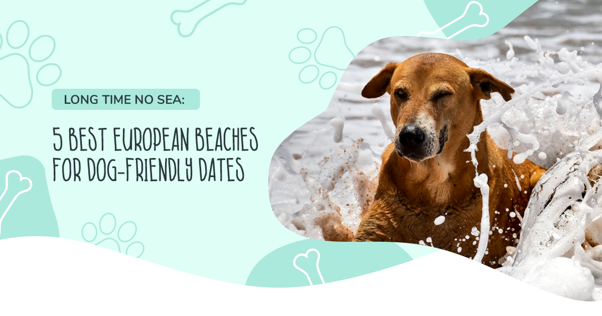 Long Time No SEA: 5 Best European Beaches for Dog-Friendly Dates