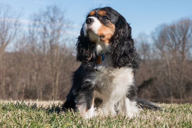 different dog breeds spaniel