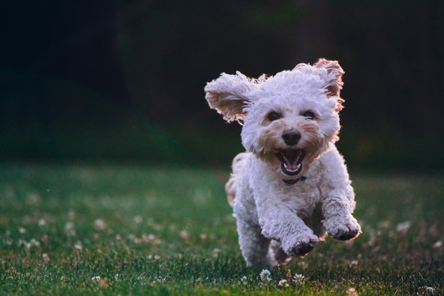 dog breed europe poodle