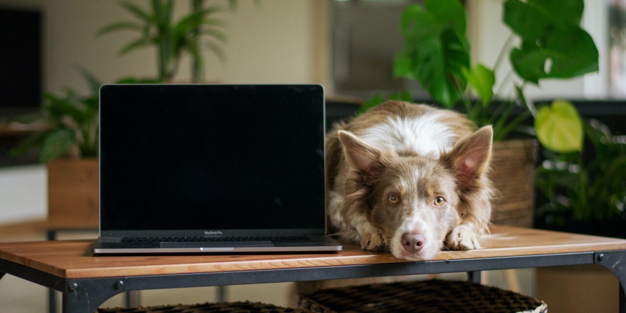 https://ilmdsm.ascalex.com/wp-content/uploads/2021/07/dog-and-computer-2-funniest-dog-videos-1280x640.jpg