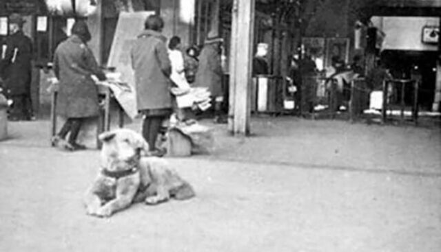 rare photos of most loyal dog hachiko